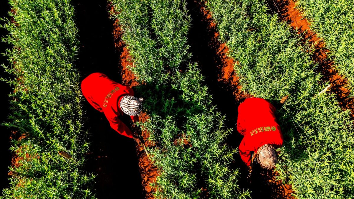 Rosemary Farming in Kenya: The 2026 Complete Guide to Earning KSh 1 Million Profits Yearly with Export Markets 6 Rosemary Farming in Kenya