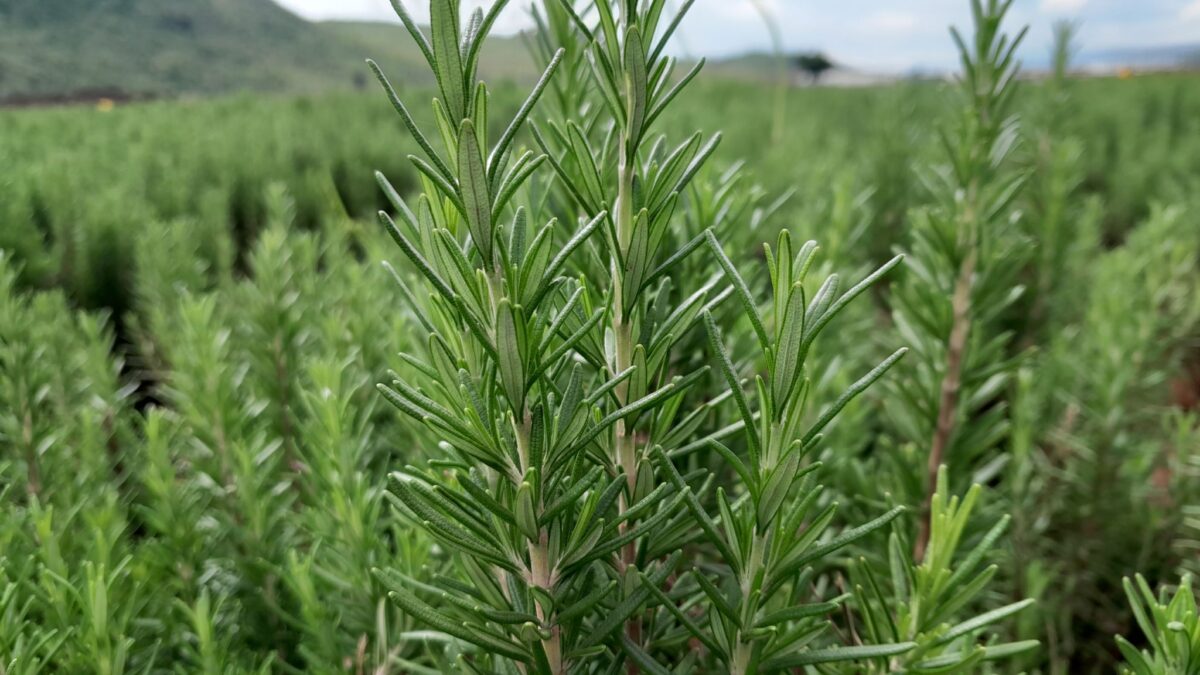 Rosemary Farming in Kenya: The 2026 Complete Guide to Earning KSh 1 Million Profits Yearly with Export Markets 1 Rosemary Farming in Kenya