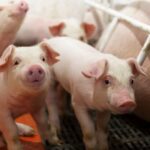 Healthy piglets in a clean pen, representing the future productivity of a well-managed breeding program in pig farming in Kenya.