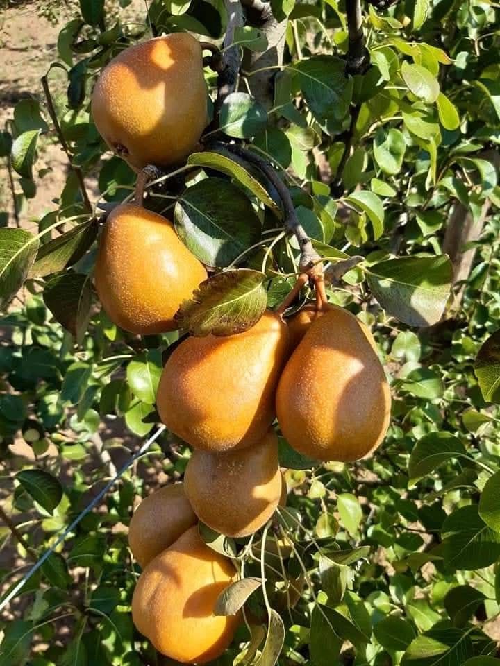 Ripe pears ready for harvest hanging from a branch, showcasing the fruit quality and size achieved through proper orchard management in pears farming in Kenya.