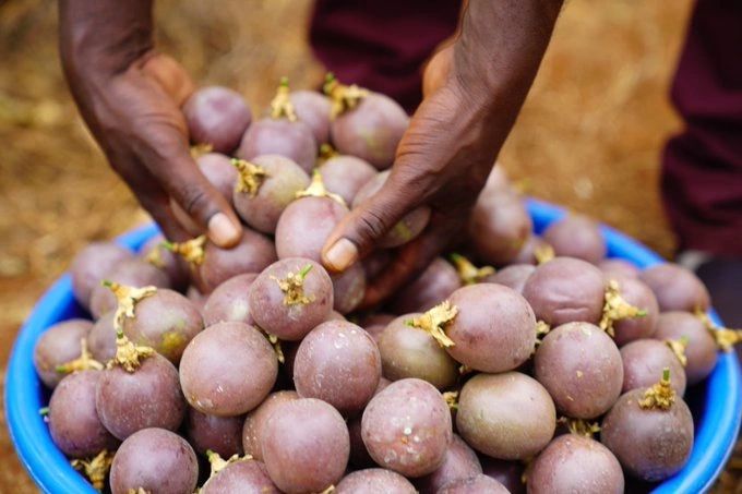 Freshly harvested passion fruits piled after picking, showcasing the abundant yields possible from a well-managed passion fruit farming in Kenya operation.