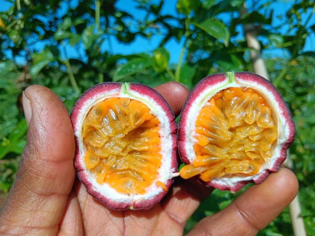 A farmer proudly holds a ripe cut purple passion fruit revealing its juicy pulp, representing the premium quality that makes passion fruit farming in Kenya profitable for export markets.