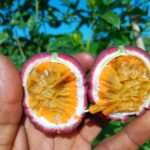 A farmer proudly holds a ripe cut purple passion fruit revealing its juicy pulp, representing the premium quality that makes passion fruit farming in Kenya profitable for export markets.