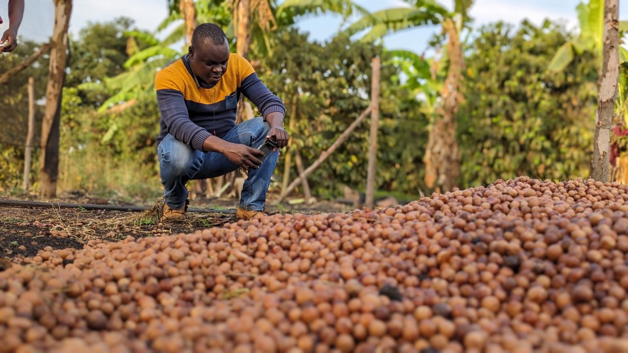 Macadamia Farming in Kenya 2026 - The Murang'a 20 Revolution Guide to High-Yield Production 1 A proud farmer stands beside a pile of freshly harvested macadamia nuts, showcasing the bounty of a mature orchard in successful macadamia farming in Kenya.