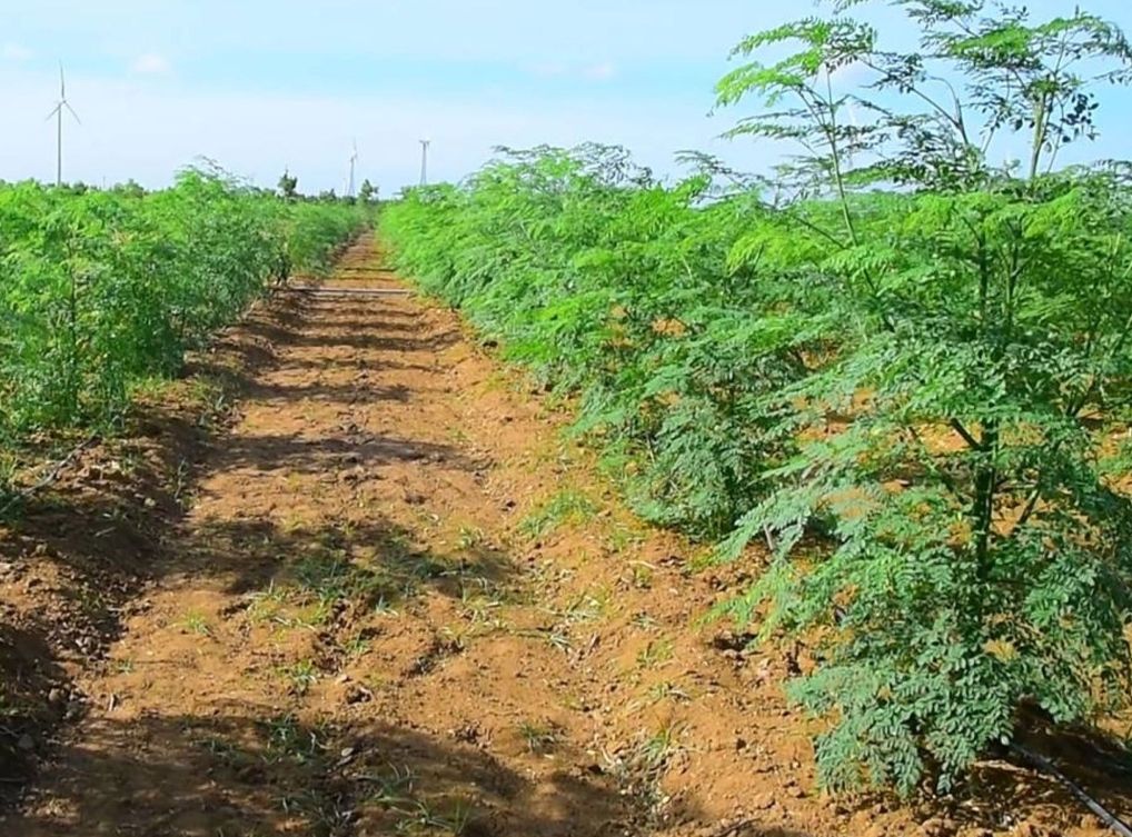 A meticulously maintained moringa farm with uniform trees and clean rows, highlighting the level of organization required for high-yield moringa farming in Kenya supplying export markets.