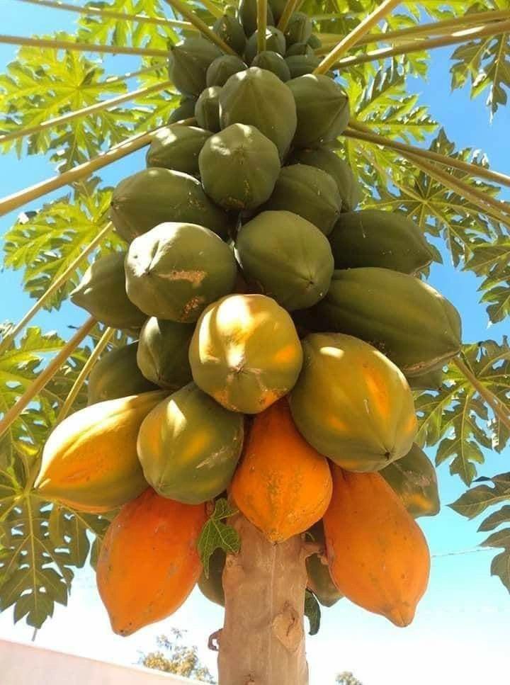 A Red Royal F1 pawpaw tree showing fruits beginning to ripen, representing the uniform maturation and superior fruit quality achieved in commercial pawpaw farming in Kenya.