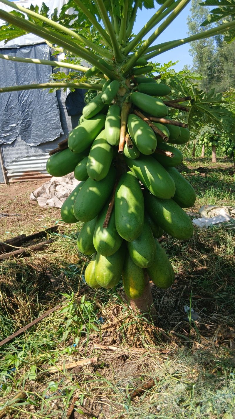 A Solo Sunrise dwarf pawpaw tree loaded with large, healthy green fruits, demonstrating the high-yield potential of this export-quality variety in pawpaw farming in Kenya.