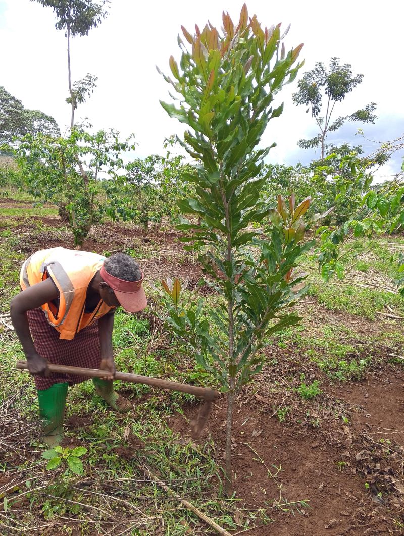 Macadamia Farming in Kenya 2026 - The Murang'a 20 Revolution Guide to High-Yield Production 5 A farmer tends to the soil around her two-year-old Murang'a 20 macadamia tree, which is showing strong growth and healthy branching for successful macadamia farming in Kenya.