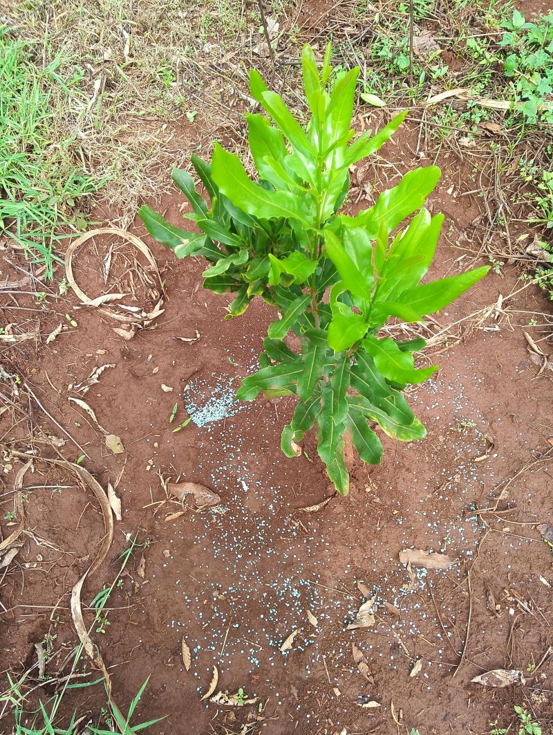 Macadamia Farming in Kenya 2026 - The Murang'a 20 Revolution Guide to High-Yield Production 3 Freshly transplanted Murang'a 20 macadamia seedlings sourced from Farmers Trend nursery, representing the first step toward establishing a high-yield orchard in macadamia farming in Kenya.