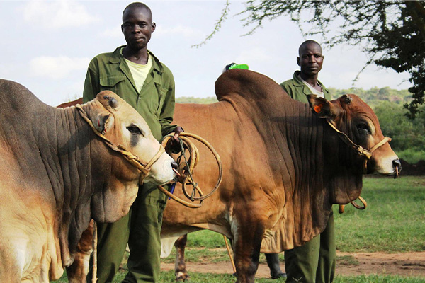 Two workers from the Boran Society of Kenya stand proudly with quality Boran beef cattle at a livestock show in Nairobi, showcasing the premium genetics used in beef cattle fattening in Kenya.