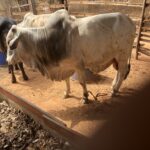 Beef Farming