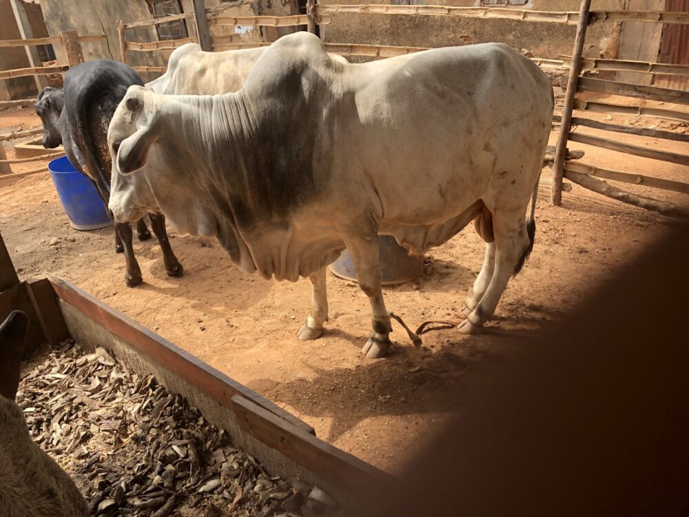 A well-fattened Boran steer resting in its feedlot pen, showing the body condition achieved through proper nutrition in beef cattle fattening in Kenya.