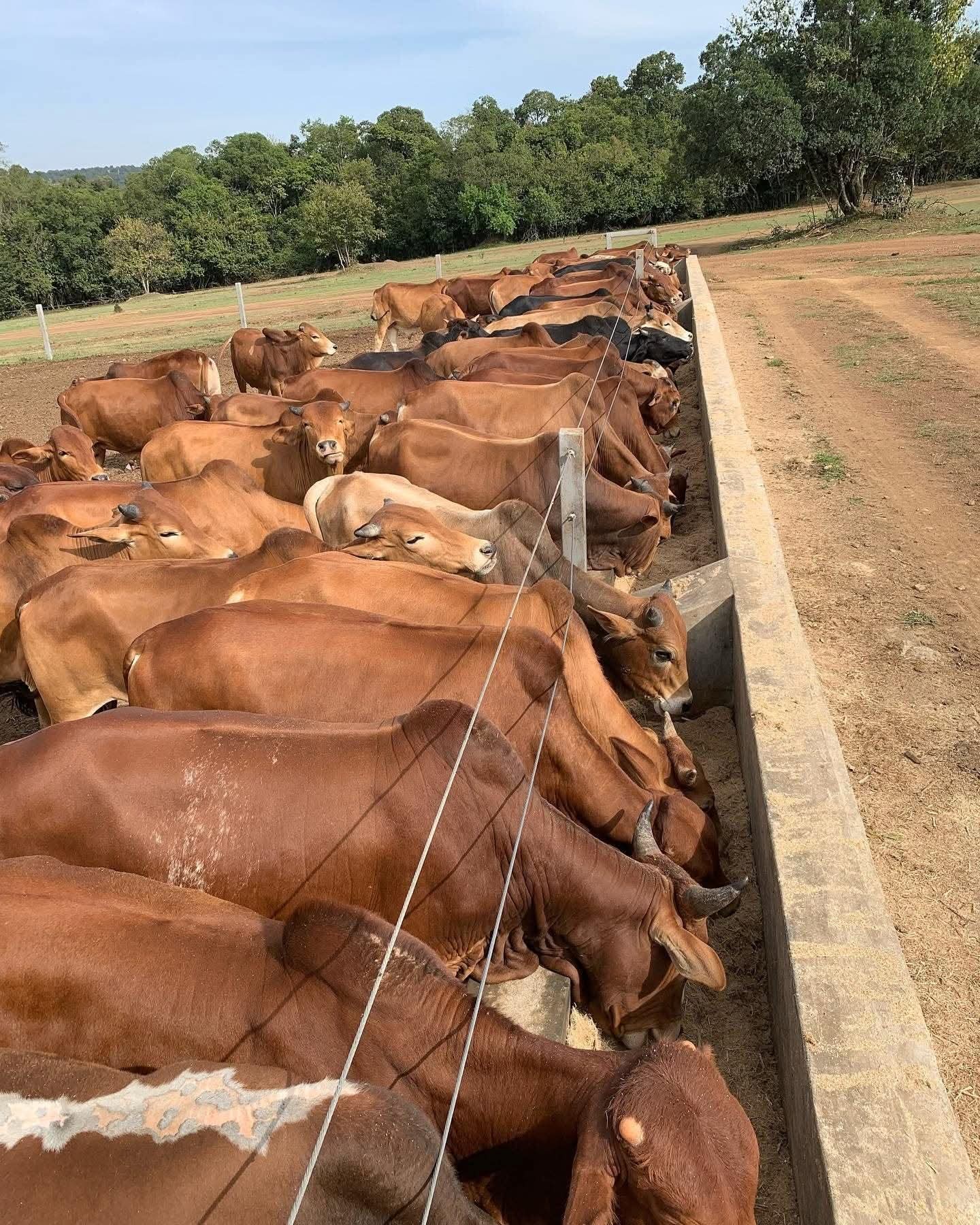 Beef cattle drinking from a water trough in an open field, highlighting the importance of clean water availability in successful beef cattle fattening in Kenya.