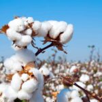 Cameroon to Deliver 1,000 Tonnes of Improved Cotton Seeds to Kenya for 2026-2027 Growing Season