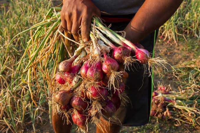 Onion Farming in Kenya 2026 - The Complete Guide to 25 Ton Per Acre Hybrid Production 1 A proud farmer displays freshly harvested onions from her farm, representing the quality produce and profitable returns from dedicated onion farming in Kenya.
