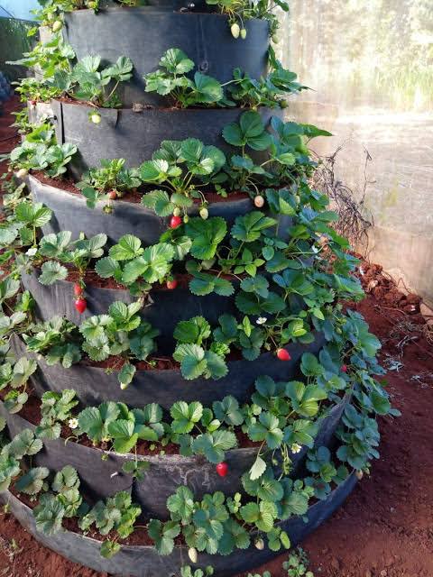 Strawberry Farming in Kenya 2026 - The Complete Guide to Growing Berries for Profit 7 Strawberries growing in a vertical multistorey kitchen garden, demonstrating how space-saving techniques make strawberry farming in Kenya accessible for urban and small-space farmers.