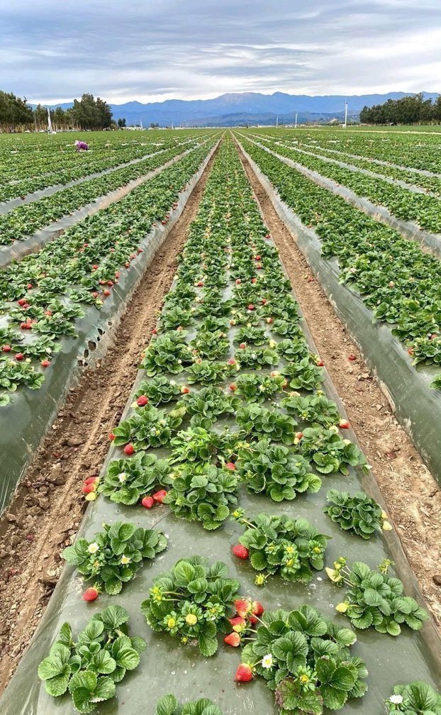 Strawberry Farming in Kenya 2026 - The Complete Guide to Growing Berries for Profit 5 An expansive strawberry farm with plants growing under black plastic mulch and drip irrigation, showing the commercial scale of strawberry farming in Kenya for high-yield production.