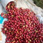 A generous pile of freshly harvested red tamarillo fruits from a farm in Nyeri, showcasing the quality achieved through professional tree tomato farming in Kenya with Farmers Trend seedlings.
