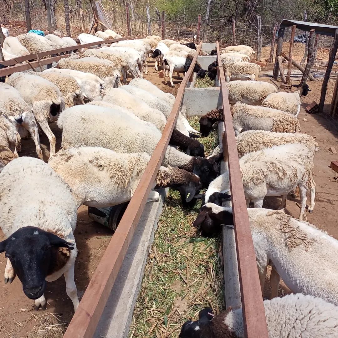 Sheep Farming in Kenya 2026 - A Complete Guide to Zero Grazing Dorper Sheep Production 4 Sheep eating from troughs in a zero grazing unit, highlighting the importance of balanced nutrition for achieving fast growth and good meat quality in sheep farming in Kenya.