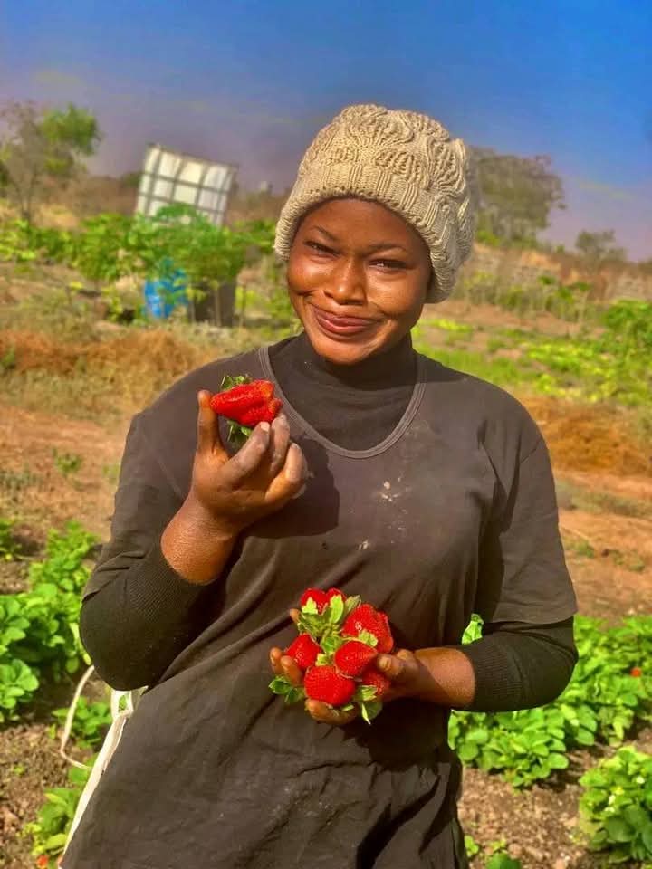 Strawberry Farming in Kenya 2026 - The Complete Guide to Growing Berries for Profit 3 A farmer shows a handful of freshly harvested ripe strawberries, representing the quality produce that makes strawberry farming in Kenya profitable for small-scale growers.