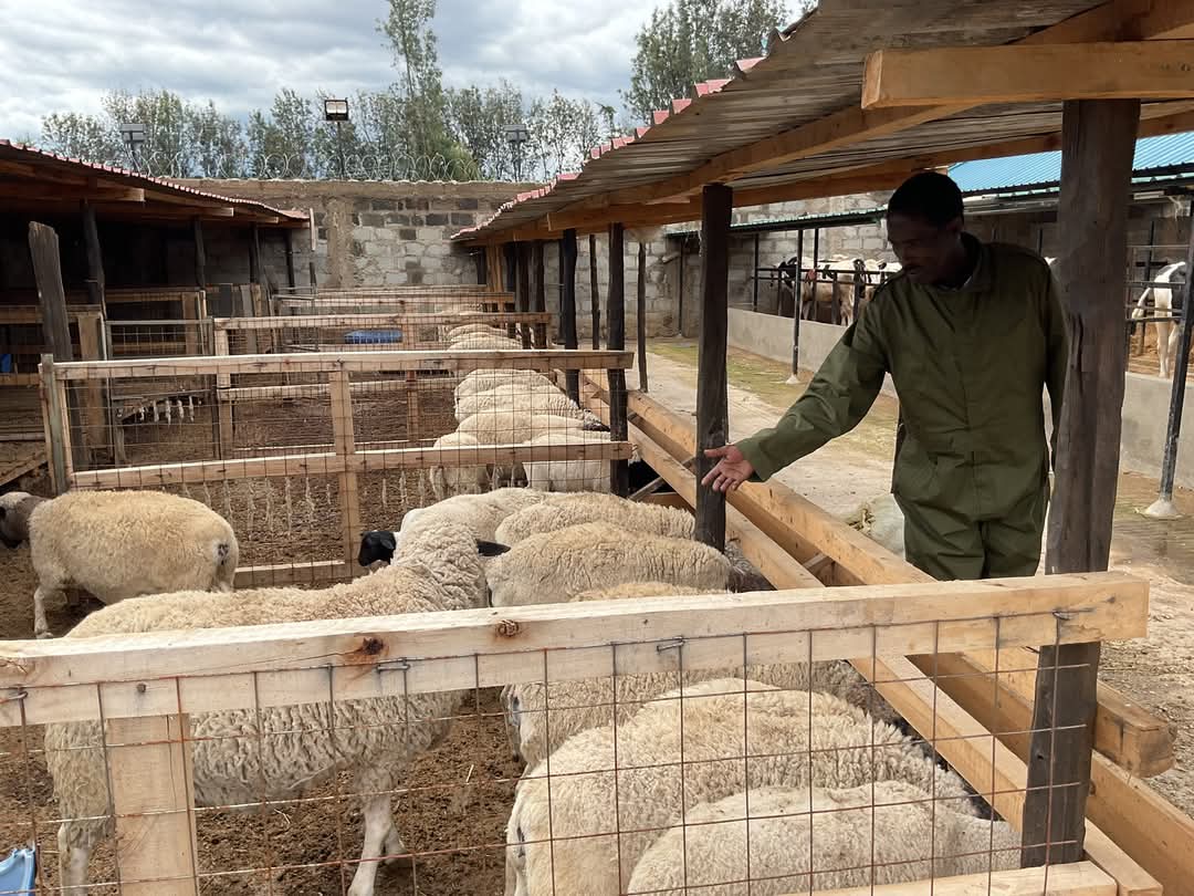 Sheep Farming in Kenya 2026 - A Complete Guide to Zero Grazing Dorper Sheep Production 3 A farmer inspects his healthy Dorper sheep inside a well-designed zero grazing unit with individual cubicles, showcasing proper housing and management practices in commercial sheep farming in Kenya.