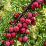 Ripe plums hanging from a branch with their deep purple color fully developed, demonstrating the proper fruit development achieved through correct pruning and potassium nutrition in plums farming in Kenya.