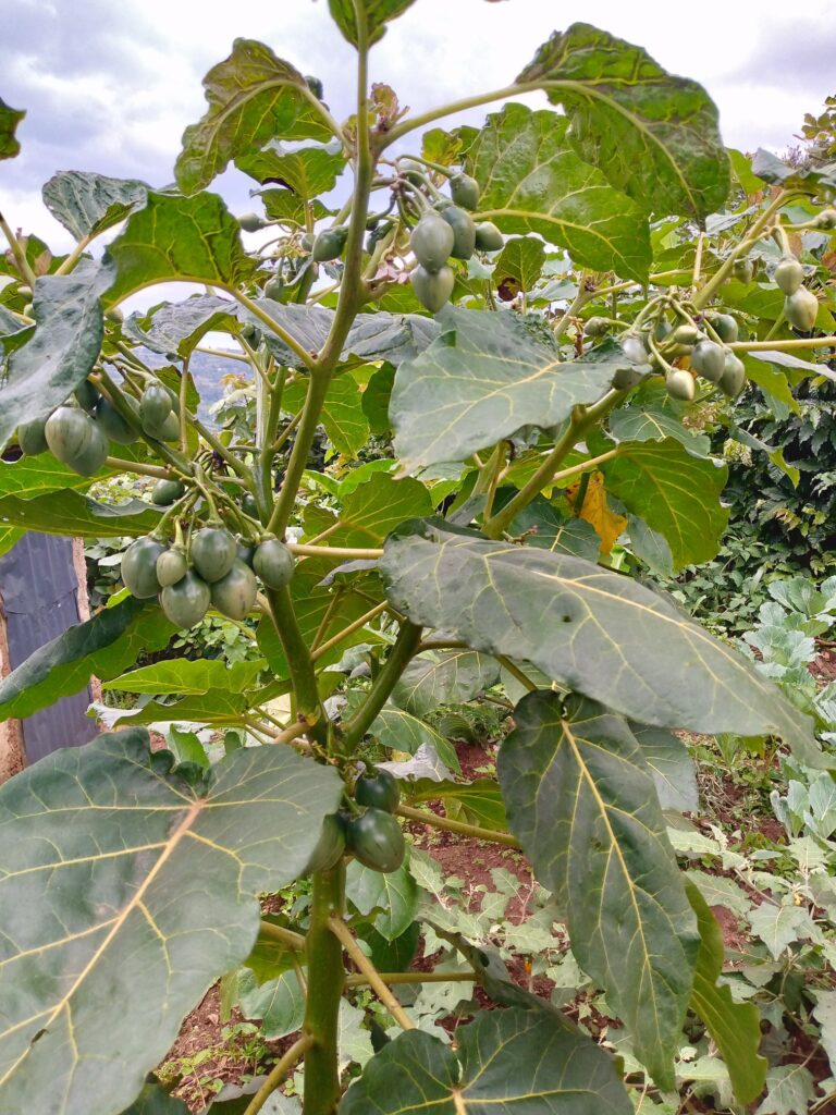 A mature tree tomato tree loaded with green fruits that will soon turn into red tamarillo, showing the high yield potential of grafted varieties in tree tomato farming in Kenya.
