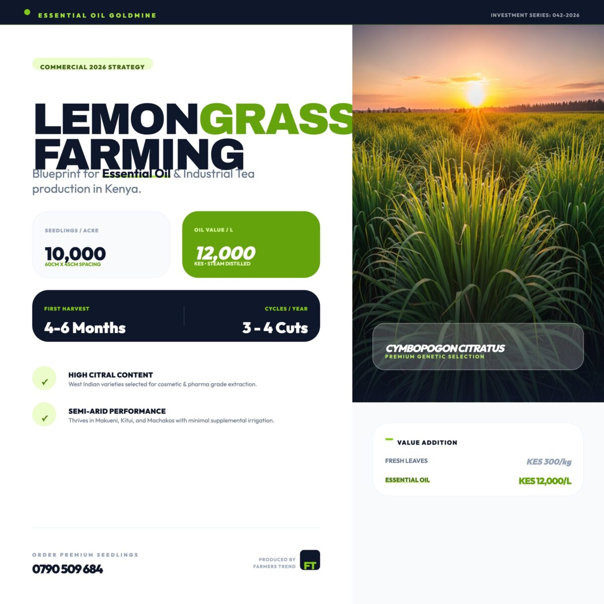 Lemongrass Farming in Kenya 2026 - The Complete Commercial Profit Guide for Essential Oil and Tea Production 2 Lemongrass Farming in Kenya: The 2026 Commercial Blueprint for Essential Oil and Tea Production