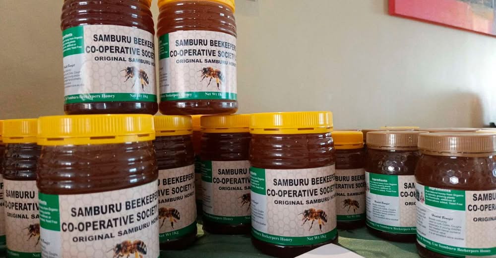 Moringa Farming in Turkana Kenya Helps Pastoralists Rebuild Herds and Survive Climate Shocks