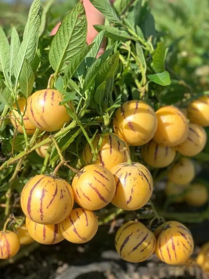A mature pepino plant loaded with yellow and purple striped fruits ready for harvest, showcasing the high yield potential of pepino melon farming in Kenya.