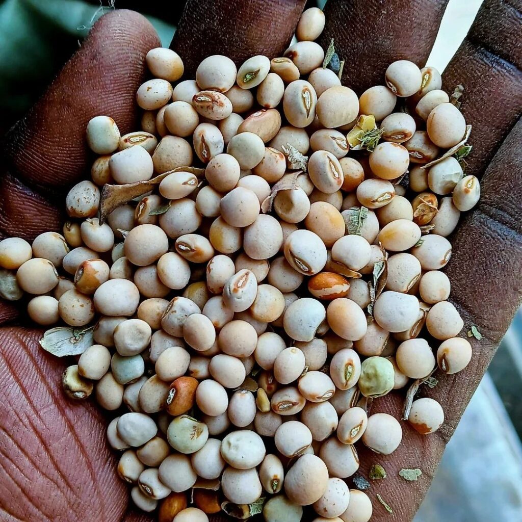 A farmer proudly displays freshly harvested pigeon peas in his hand, showing the large, healthy seeds produced by improved Mituki varieties in successful pigeon peas farming in Kenya.