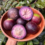 Freshly harvested purple star apple fruits arranged in a bowl, showing the smooth skin and size that buyers look for in commercial star apple farming in Kenya.