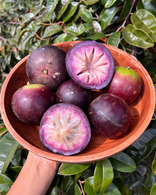 Freshly harvested purple star apple fruits arranged in a bowl, showing the smooth skin and size that buyers look for in commercial star apple farming in Kenya.