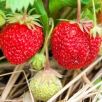 A closeup view of a ripe red strawberry on the plant, showing the color and size that buyers look for in premium strawberry farming in Kenya supplying Nairobi supermarkets.