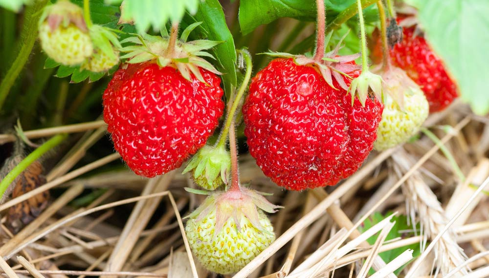 Strawberry Farming in Kenya 2026 - The Complete Guide to Growing Berries for Profit 1 A closeup view of a ripe red strawberry on the plant, showing the color and size that buyers look for in premium strawberry farming in Kenya supplying Nairobi supermarkets.