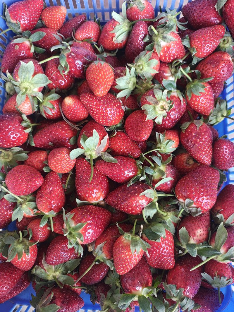 Strawberry Farming in Kenya 2026 - The Complete Guide to Growing Berries for Profit 6 Freshly harvested ripe strawberries packed in a crate ready for market, showing the quality and volume produced from successful strawberry farming in Kenya.