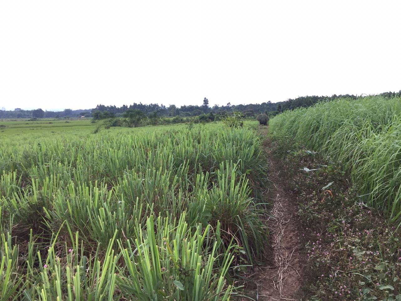 Lemongrass Farming in Kenya 2026 - The Complete Commercial Profit Guide for Essential Oil and Tea Production 1 A well-established lemongrass farm with healthy green plants, showing the dense canopy achieved through proper spacing in commercial lemongrass farming in Kenya.