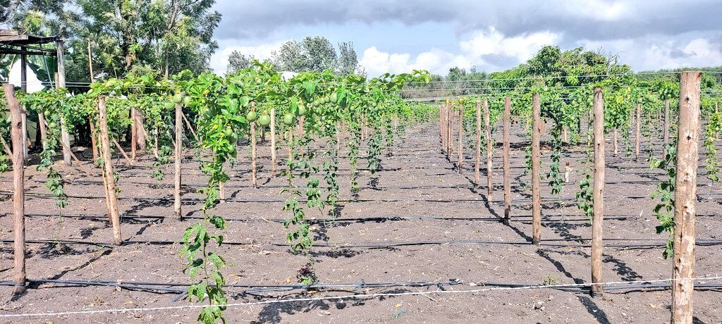 A well-organized passion fruit farm featuring correct 2m x 3m spacing, sturdy trellises, and drip irrigation lines, showing the best practices for commercial passion fruit farming in Kenya.