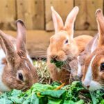 Rabbits feeding on fresh greens inside a well-constructed wooden cage, highlighting the importance of a balanced diet including vegetables for healthy rabbit farming in Kenya.