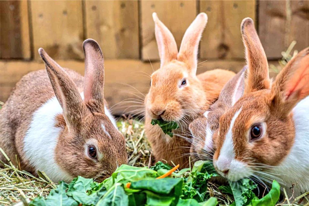 Rabbits feeding on fresh greens inside a well-constructed wooden cage, highlighting the importance of a balanced diet including vegetables for healthy rabbit farming in Kenya.