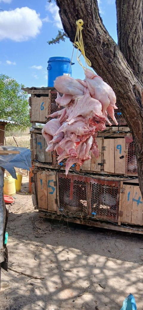 A small-scale farmer has skinned and hung slaughtered rabbits on a tree to dry, demonstrating traditional processing methods used in rabbit farming in Kenya for meat preservation.