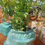 Fruit Seedlings in Kenya: 2026 Ultimate Guide to Grafted Varieties and Orchard Profit Packaged pixie orange seedlings on a suck and labelled to head to a customer in Gachie Kiambu county