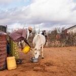 AI in African Agriculture