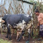 Bovine Q Fever in Cattle