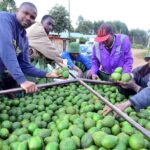 Brokers Exploit Avocado Farmers in Kenya as Prices Drop from Sh65 to Sh20 Per Kilogram