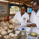 Garlic Allicin Antibiotic Alternative for Broilers in Kenya Tested by JKUAT Researchers Garlic Allicin Antibiotic Alternative for Broilers in Kenya Tested by JKUAT Researchers