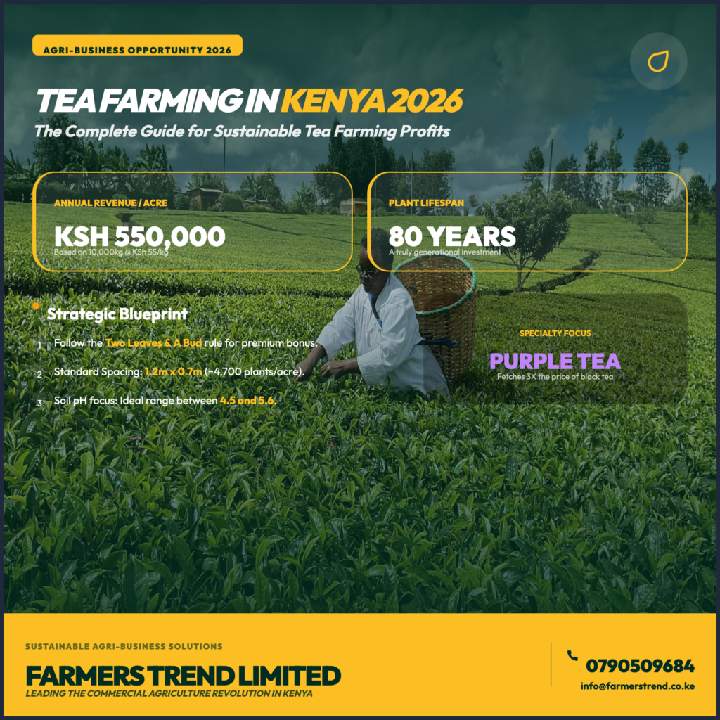 Tea Farming in Kenya 2026 - The Complete Guide for Sustainable Tea Farming Profits 2 Commercial Tea Farming in Kenya 2026: The Comprehensive Blueprint for Sustainable Highland Wealth