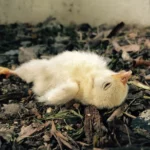 Flip-Over Disease in Broilers: How to Prevent SDS and Ascites Through Feed Restriction