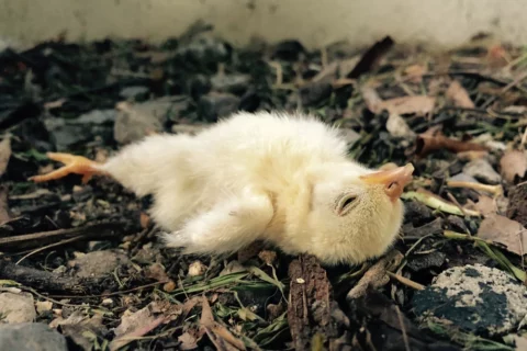 Flip-Over Disease in Broilers: How to Prevent SDS and Ascites Through Feed Restriction