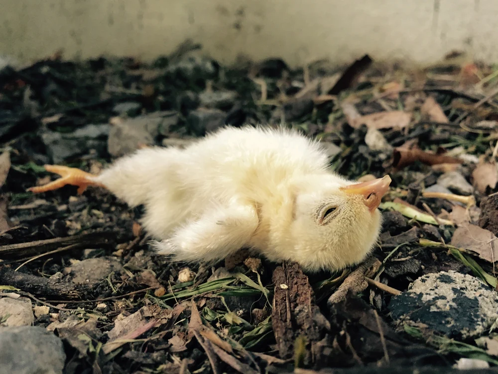 Flip-Over Disease in Broilers: How to Prevent SDS and Ascites Through Feed Restriction 1 Flip-Over Disease in Broilers: How to Prevent SDS and Ascites Through Feed Restriction